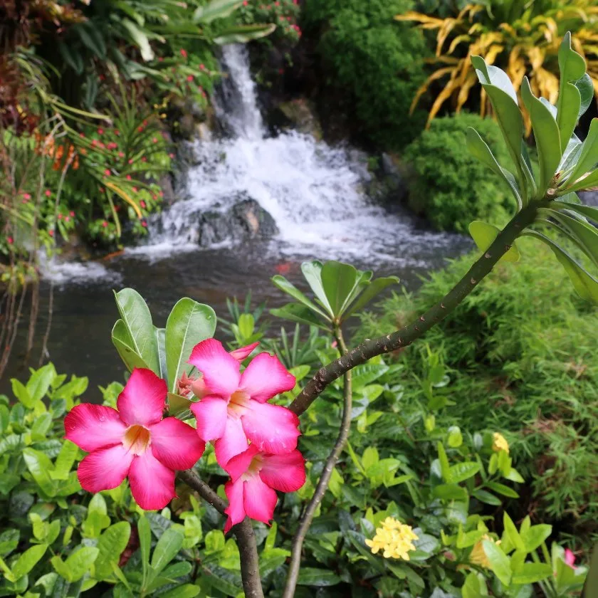 Martinique et Guadeloupe : Nouvel Itinéraire