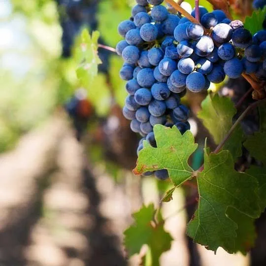 Vignes de Salina à Panarea