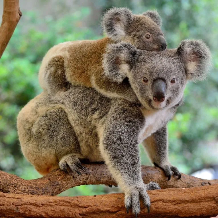 Faune Extraordinaire