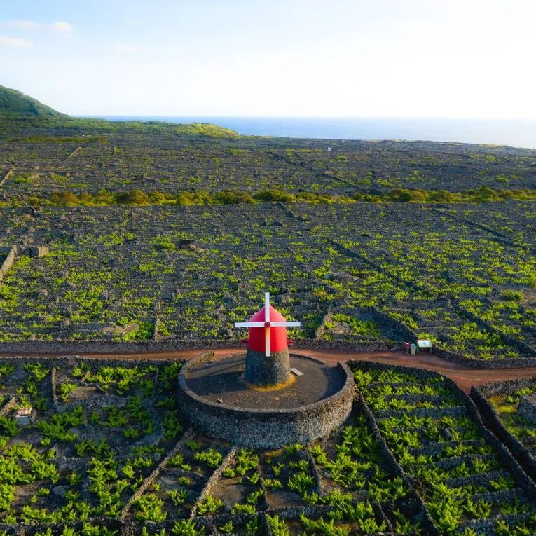 Les vignobles de Criação Velha