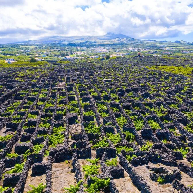 Les vignobles de Pico