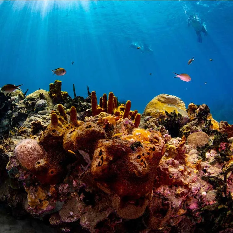 Parc Maritime National du Rhône