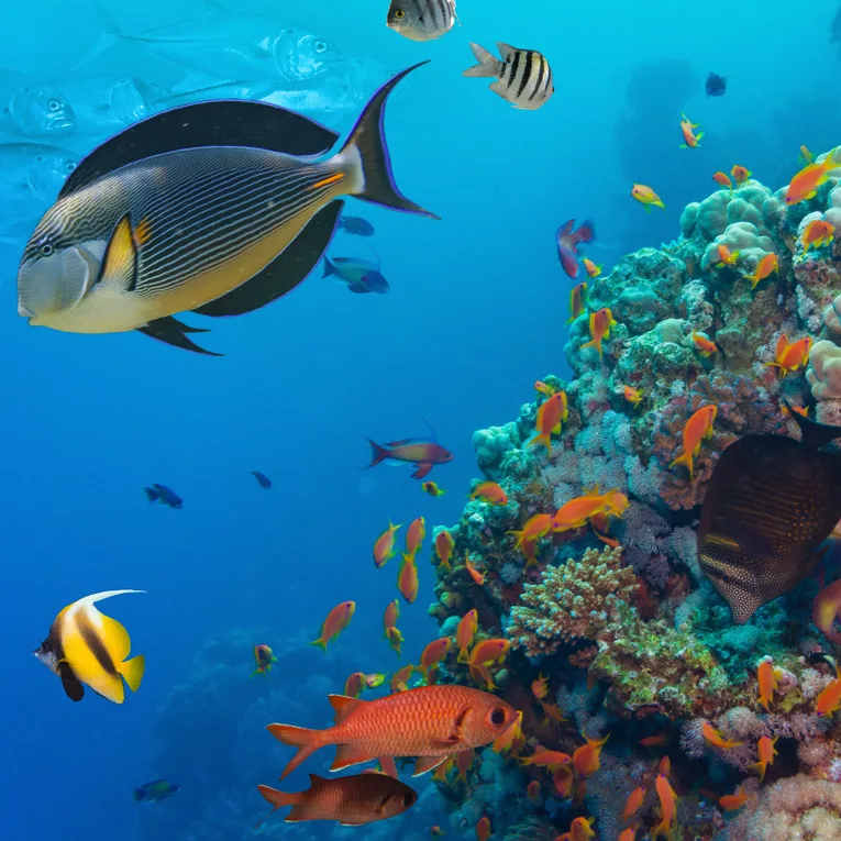 La plongée sur l’île de Bimini