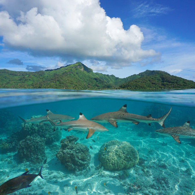 Activités nautiques à Bora Bora