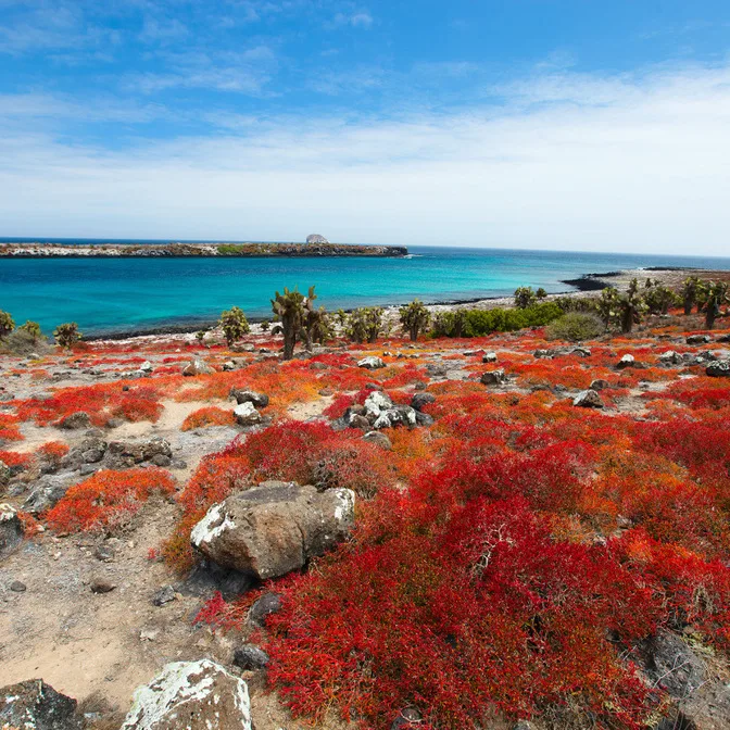 Île Floreana - Baie de la Poste, Punta Cormorant et îlot Champion