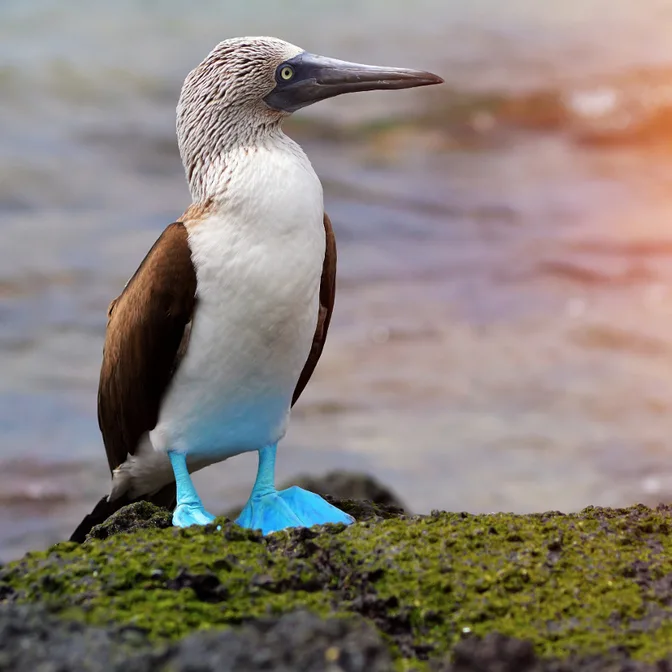 Île Santa Cruz - Black Turtle Cove et île Baltra  (débarquement)