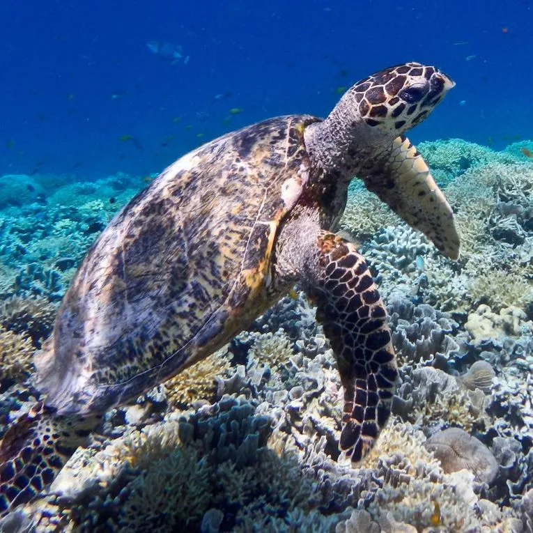 Plongée avec une faune marine riche