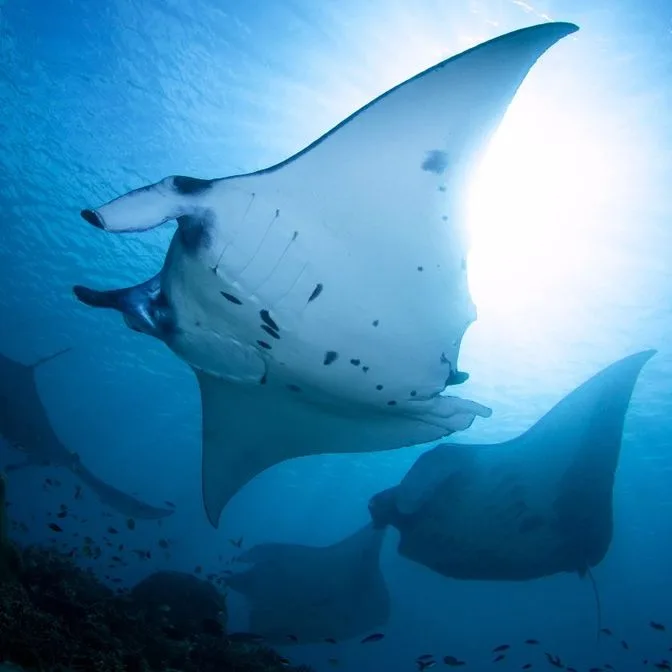 Manta Point – Gili Lawa Darat