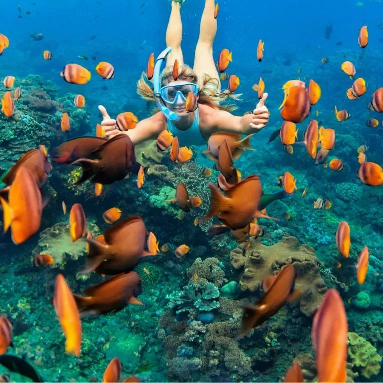 Merveilles du snorkeling