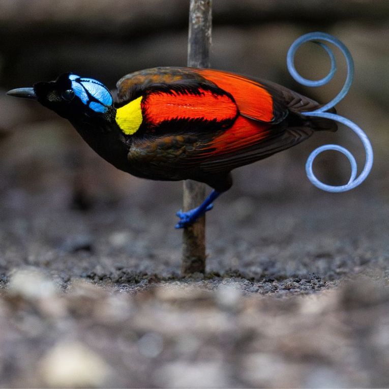 Faune incroyable