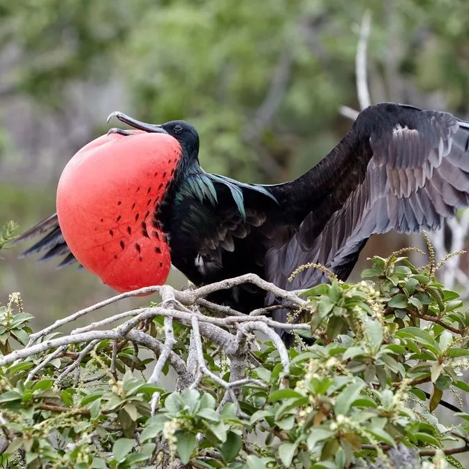 Dos Mosquises – Conservation et Culture