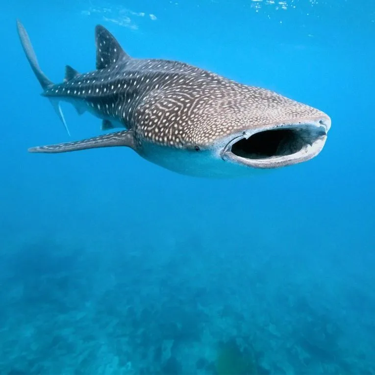 Nager avec les requins