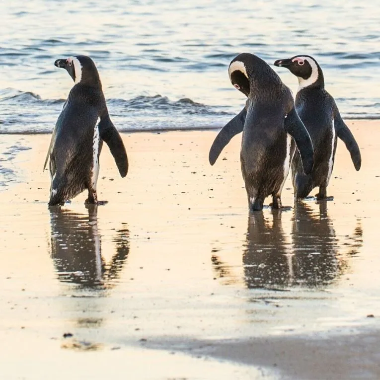 Faune le long de la côte