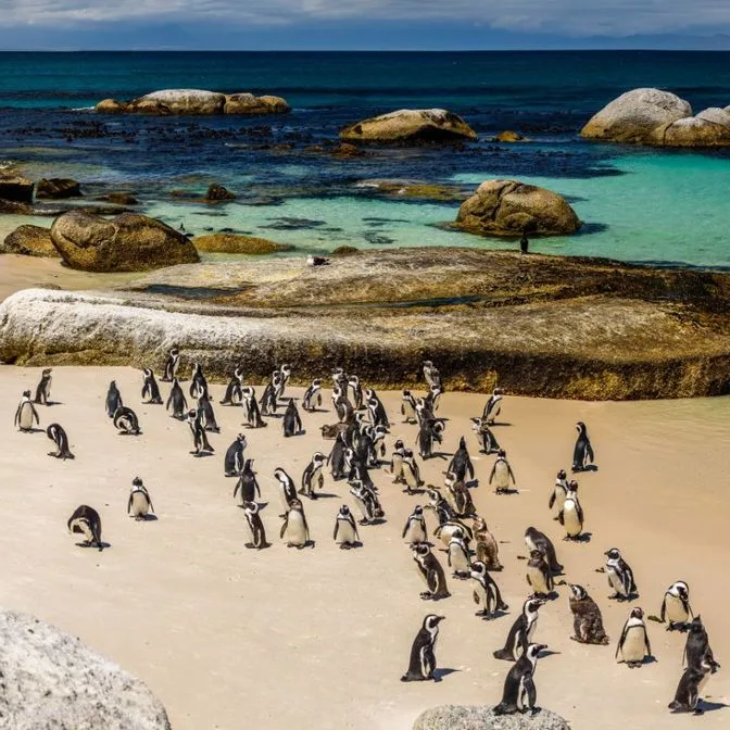 Boulders Beach