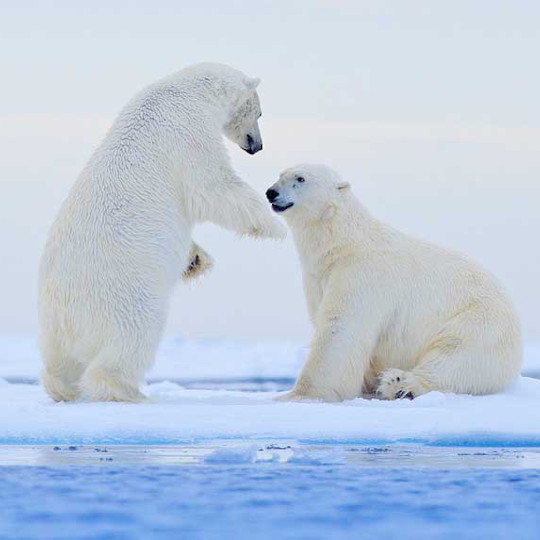 Ours polaires et faune arctique