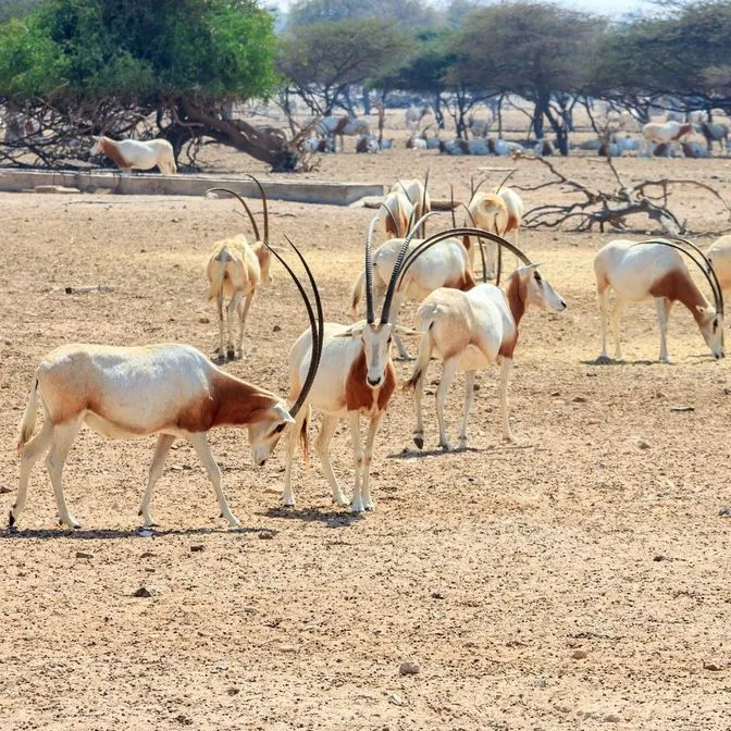 Jour 5 : Île Sir Bani Yas