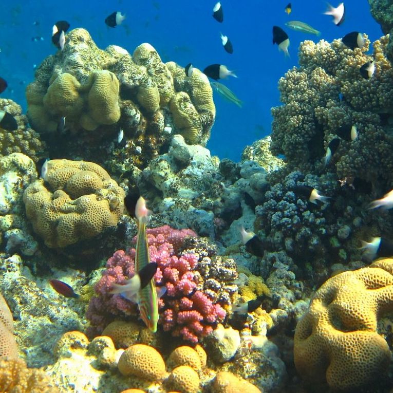 Safari Marin dans l'Atoll de Mnemba